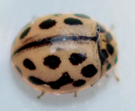 mantupirkko