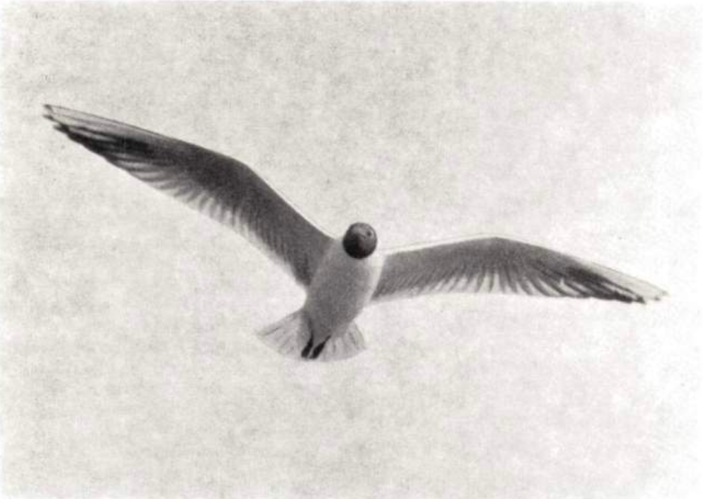 Arkiston aarteita: Pääkaupungin tuhoutuva lintuparatiisi