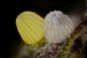 Kuvassa Keisarinviitan munia.