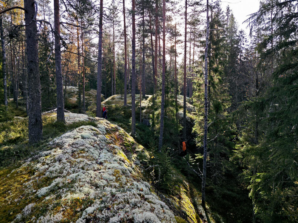 Haarikon metsäalue on viimeinen pala paratiisia