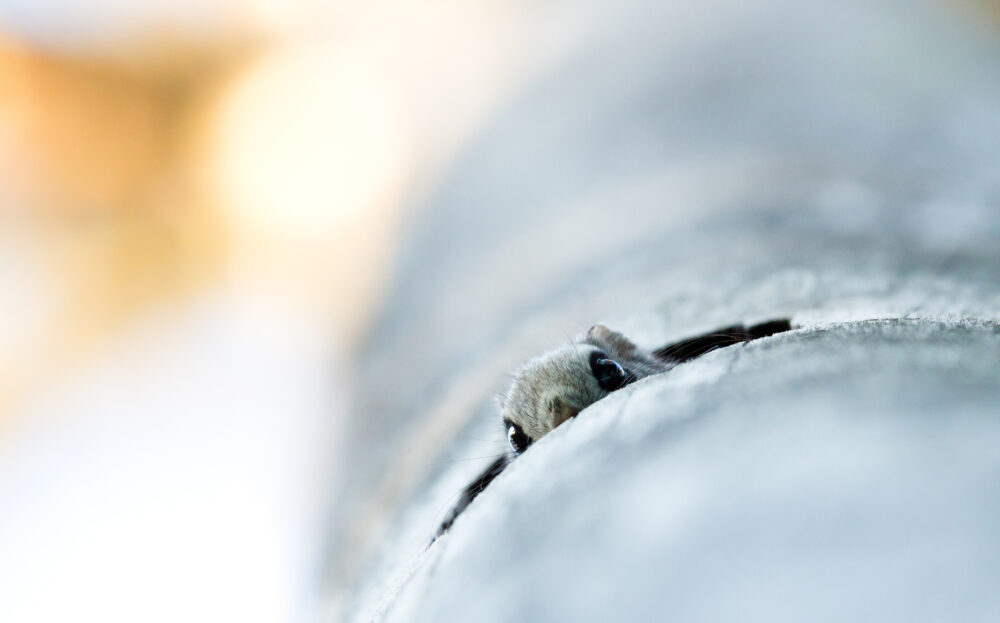 Miksi luontokato etenee Suomessa? Kolme asiantuntijaa vastaa 