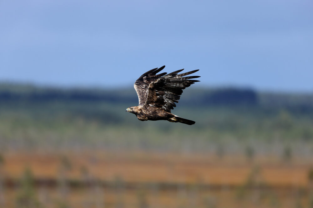 Pertti Koskimies on todistanut, kuinka tuulivoimaloiden haittoja petolinnuille arvioidaan epäluotettavasti