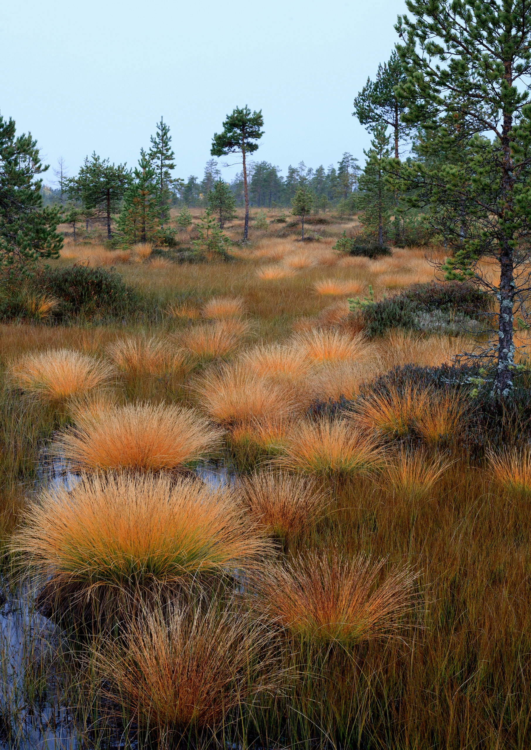 Karhukaiset viihtyvät luonnontilaisilla soilla. Kuva Jukka Kangas / Vastavalo