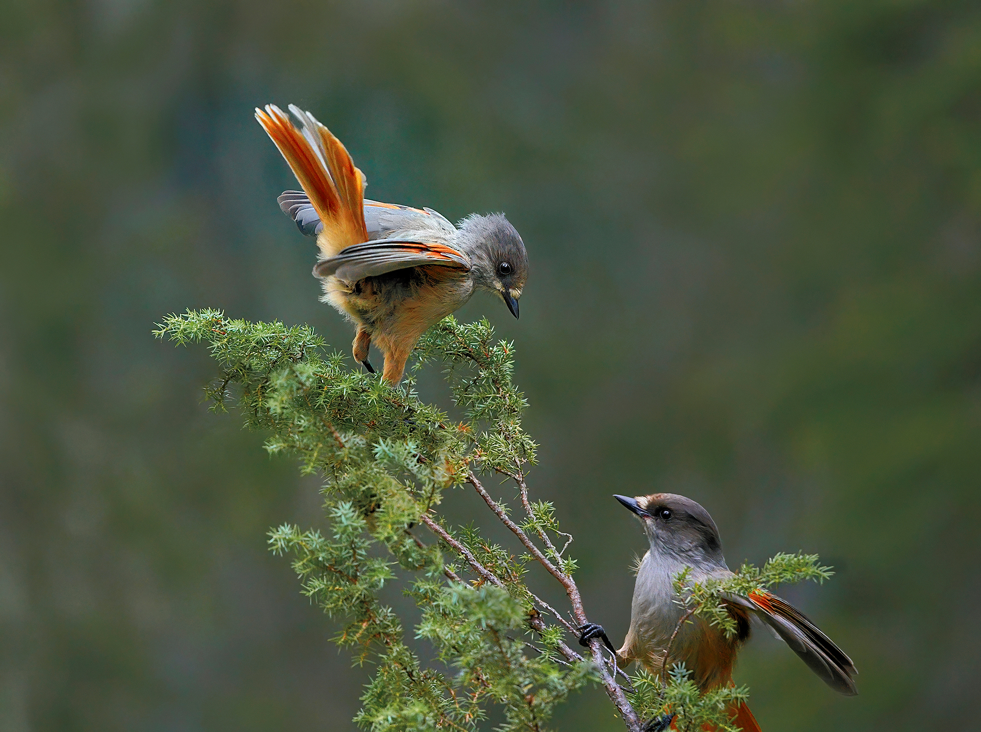 kaksi kuukkelia oksalla