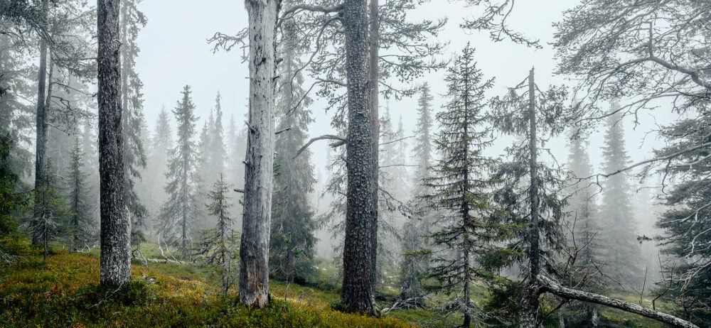 Miksi kelot häviävät metsistämme? Vanhat puut tarvitsisivat aikaa elää ja kuolla