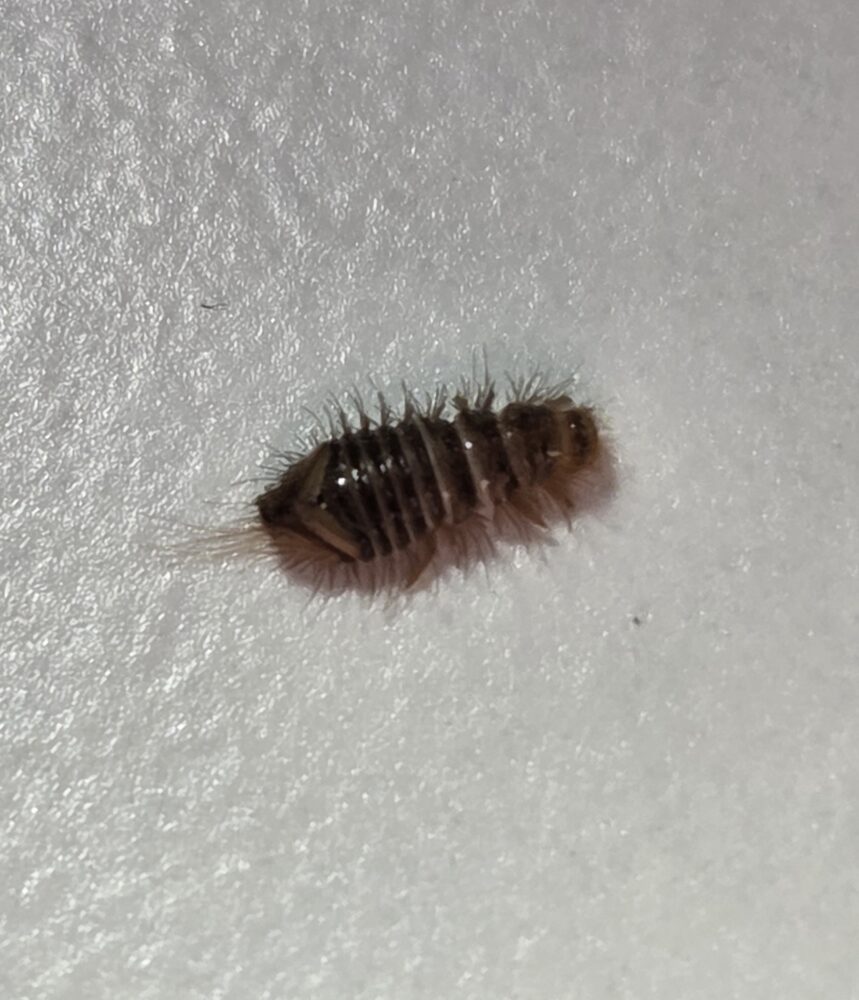 Karvainen pieni toukka, jolla on peräpäässä sukasia