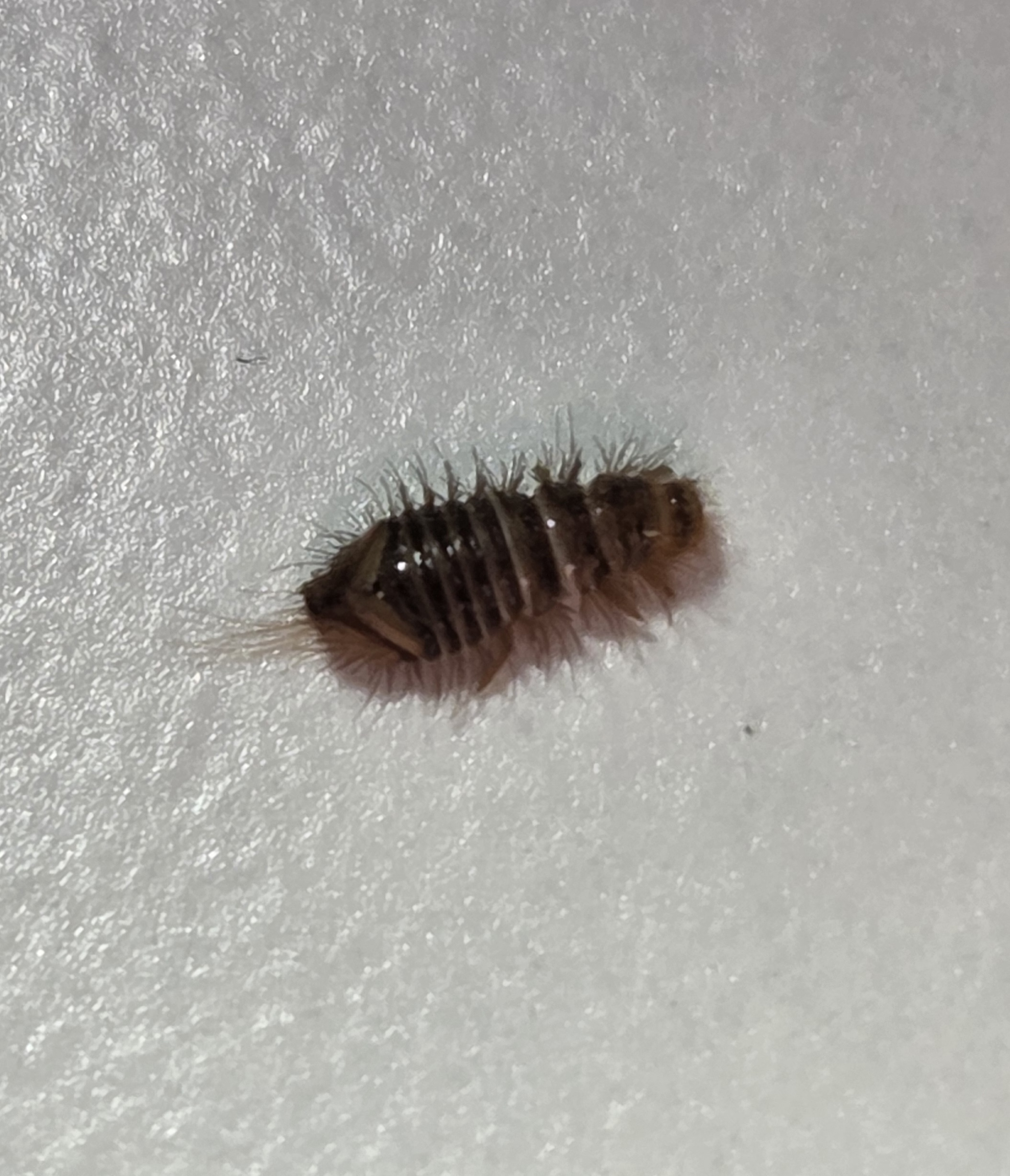 Karvainen pieni toukka, jolla on peräpäässä sukasia