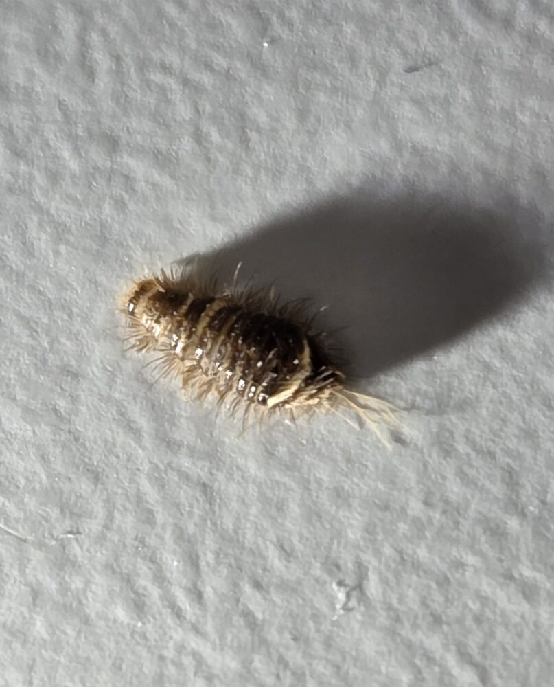 Karvainen pieni toukka, jolla on peräpäässä sukasia