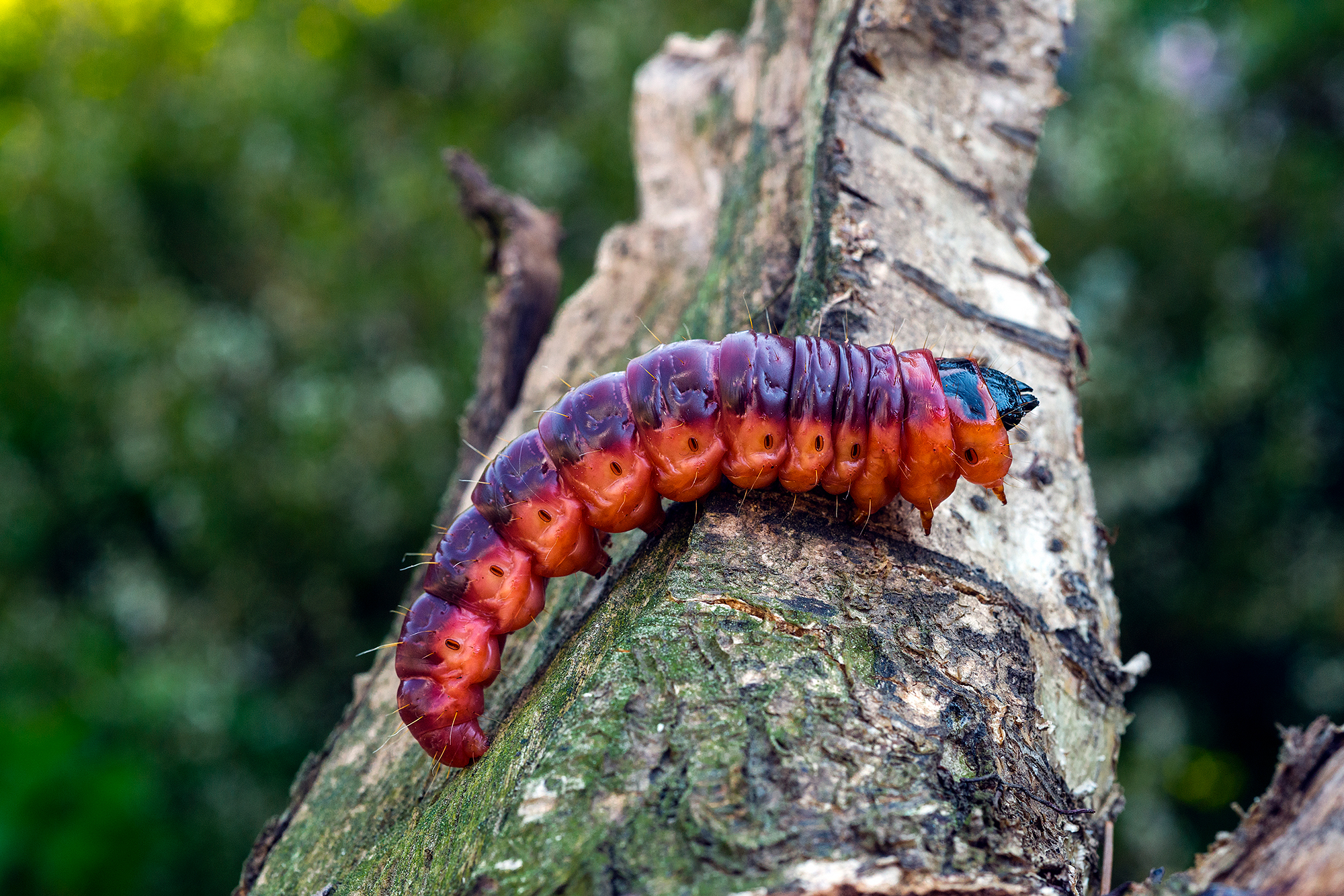 Kookas toukka herättää usein löytäjässään ihmetystä.