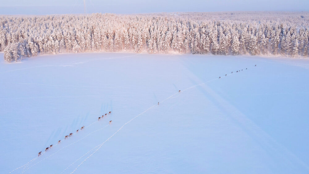 Näkökulma: Ihminen on pakottanut metsäpeuran ahdinkoon, ja nyt sarvipää käy vaellusta sukupuuttoon