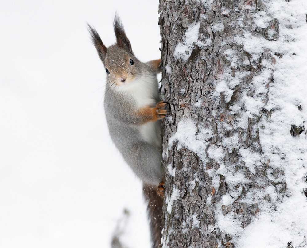 Oravia nähdään nykyään enemmän kaupungeissa kuin metsissä – miten metsäoravan käy?