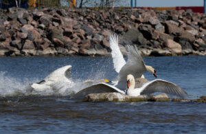 Kyhmyjoutsen ja laulujoutsen tappelevat