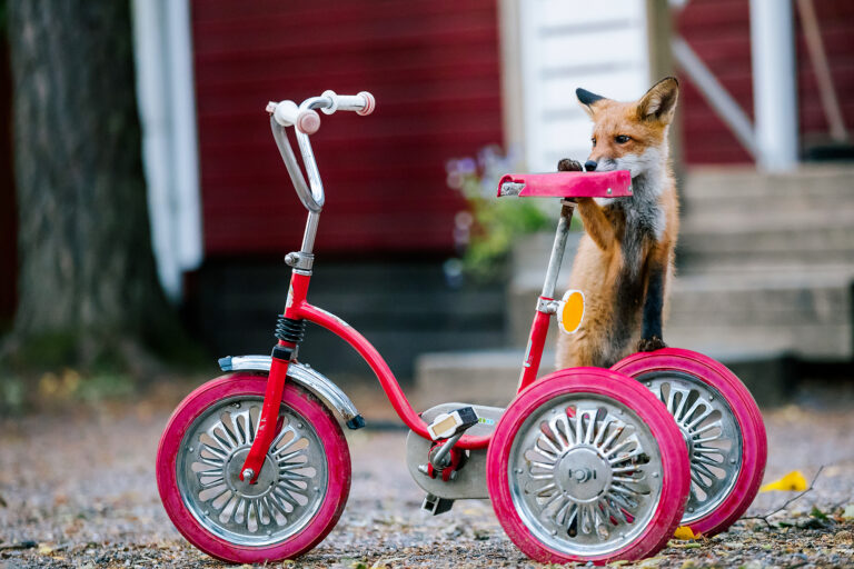 Luontokuvan tarina: Miten syntyi kuva ketusta ja kolmipyörästä, Tuomas Heinonen?