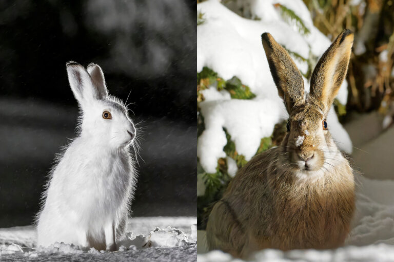 Lajipari: Metsäjänis vai rusakko?
