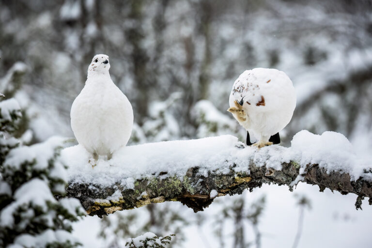 Luontokuvan tarina: Miten syntyi riekkokuva, Anna Välimäki?