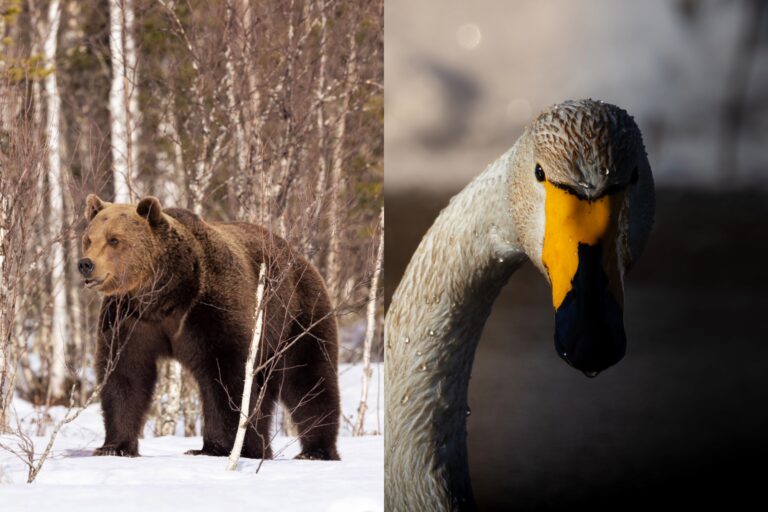 Miten hyvin tunnet Kalevalan eläimet? Testaa tietosi!