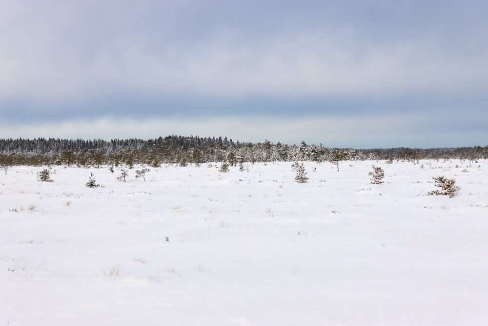 Kurjenrahkan avosuo.