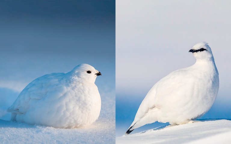 Lajipari: Riekko vai kiiruna?