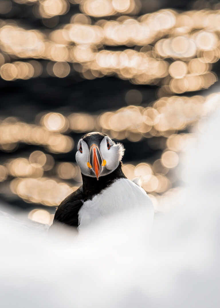 Luontokuvan tarina: Miten lunniretki muuttui selviytymistaisteluksi Jäämerellä, Jonna Wood?