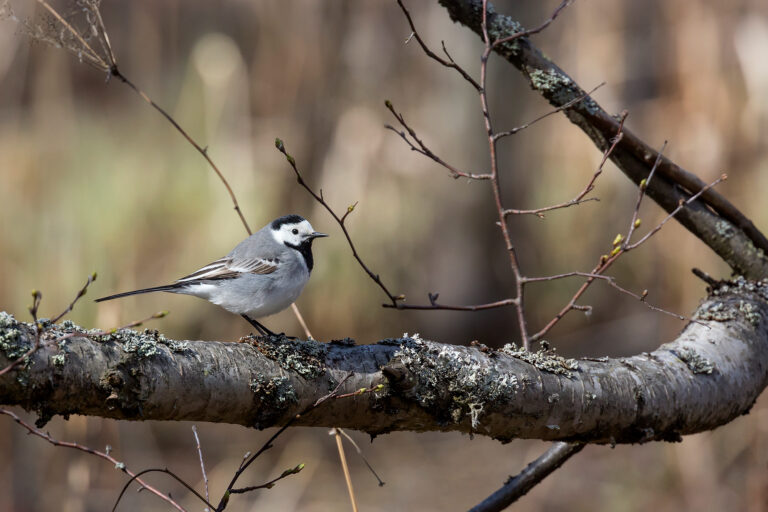 Lajikoulu: Tunnista vilkkaat västäräkit