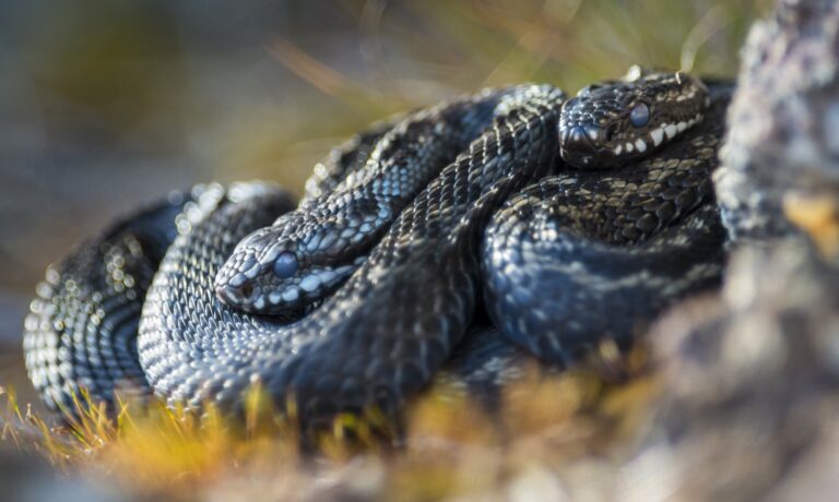 Kysy luonnosta: Onko kyyn raato myrkyllinen koiralle?