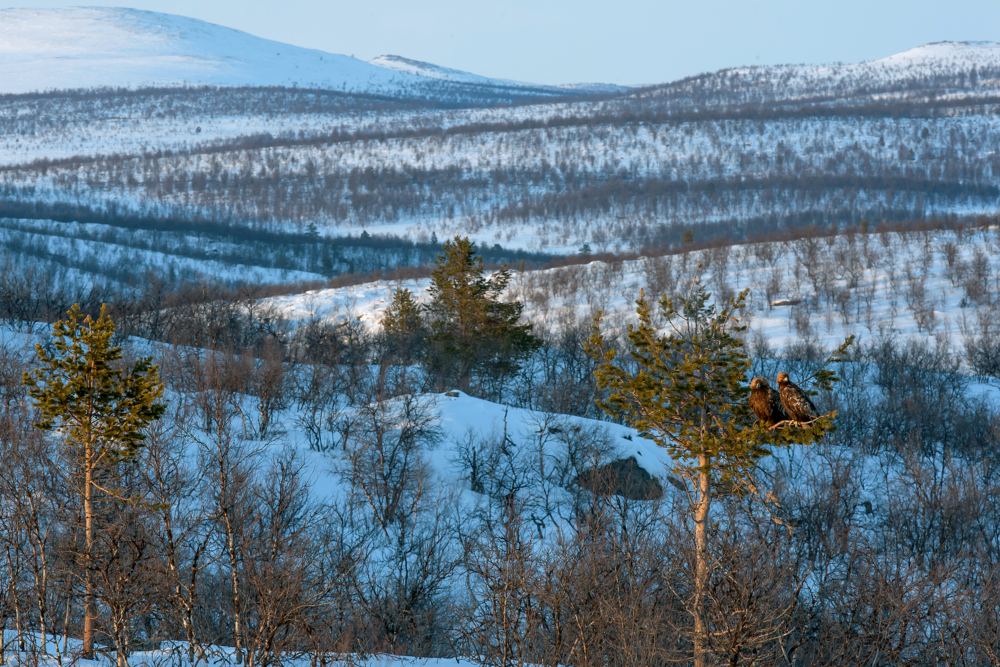 Tunturin uljaat maakotkat selvisivät sukupuuton partaalta erämaan valtiaiksi