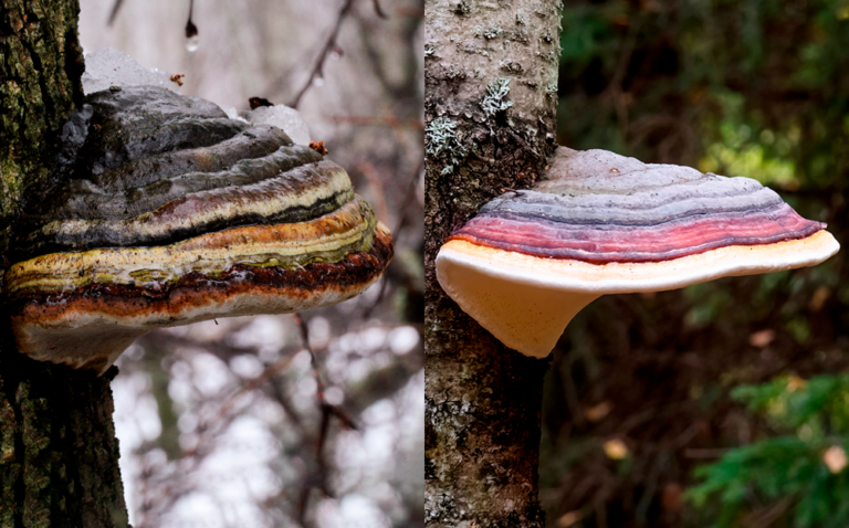 Lajipari: Taulakääpä vai kantokääpä?