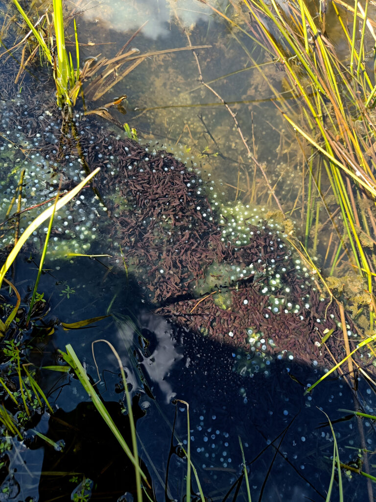 Kuvassa näkyy sammakon kuollutta kutua.