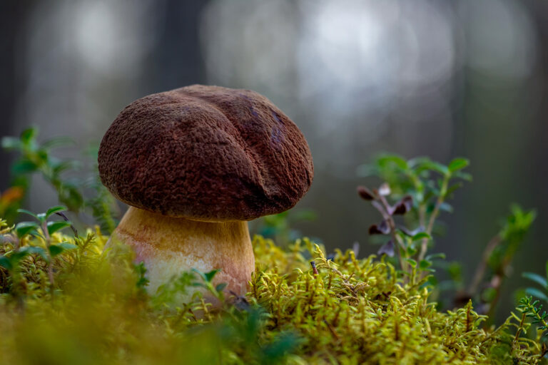 Sata sientä lautasella