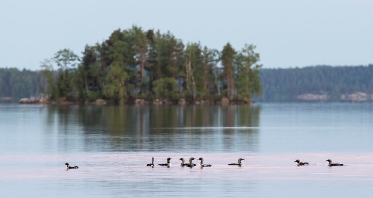 Ikiaikainen kuikka on monelle kesän merkki – tutkija selvittää mystisen mökkilinnun äänimaailmaa