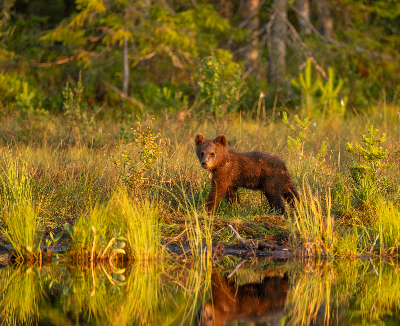 Pikkukarhut telmivät metsälammella illan ihmeellisissä valoissa