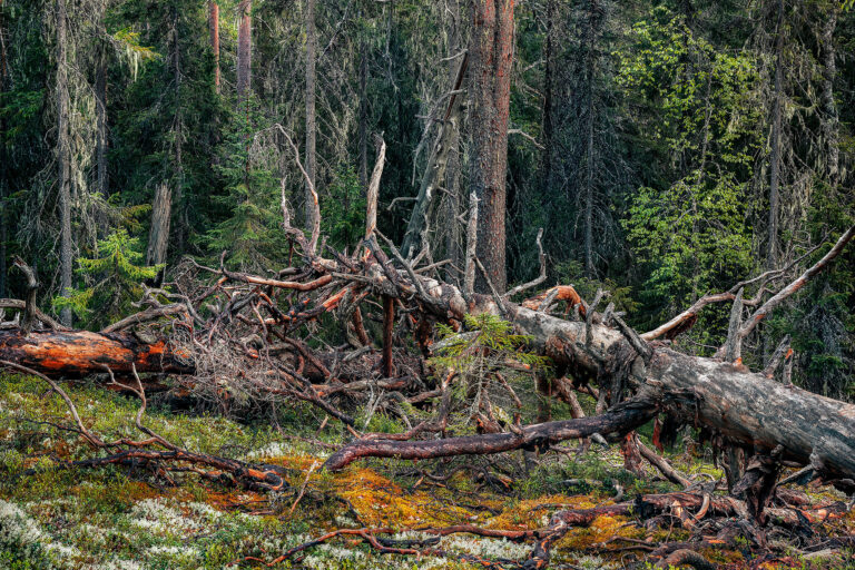 Riikka Kaihovaaran essee: Me olemme vihreä metsä