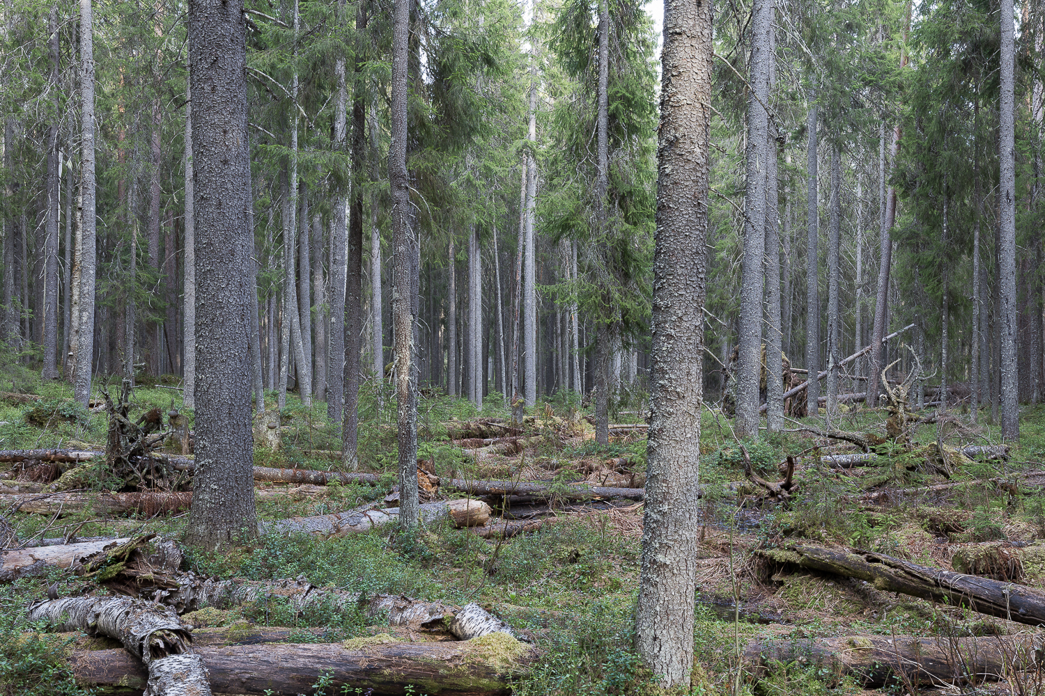 Kasviretkiä metsään
