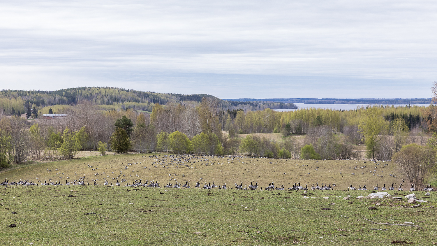 Lisää metsästystä – entä rauhoituksia?