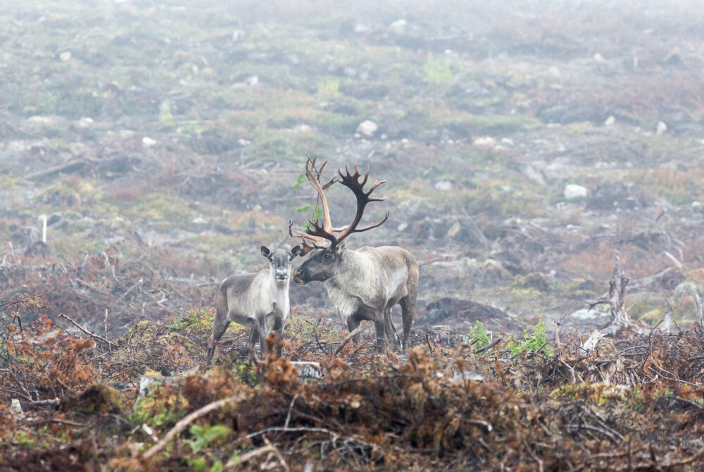 Lisää metsästystä – entä rauhoituksia?