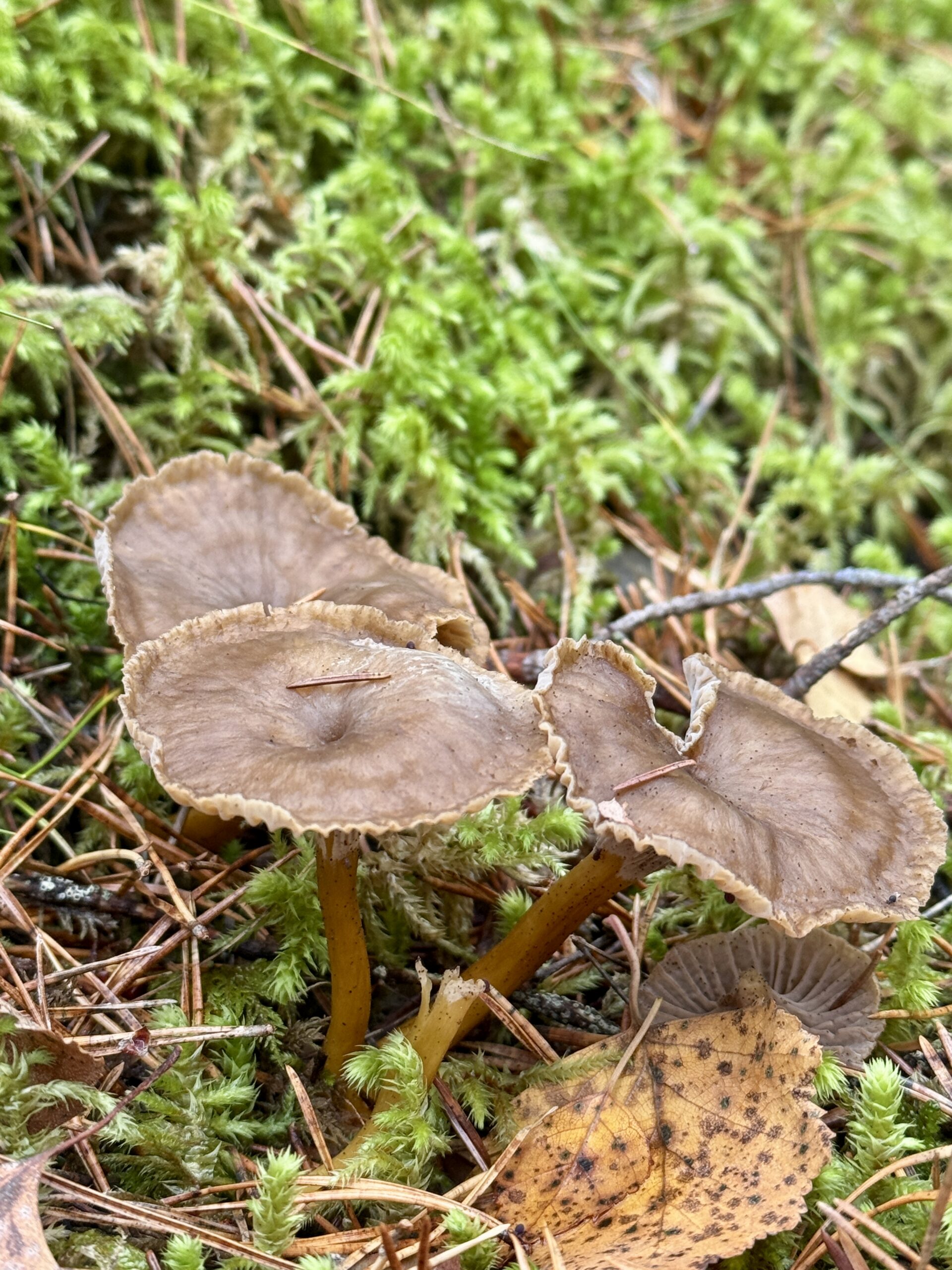 suppilovahvero
