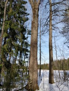 Löysitkö järeän haavan?