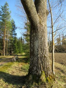 Löysitkö järeän haavan?