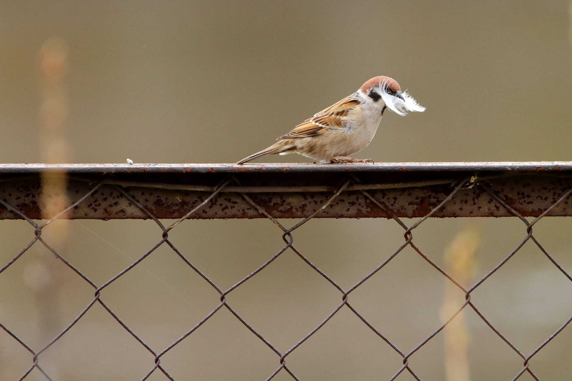 Valokuvaaja: Lasse Kokko