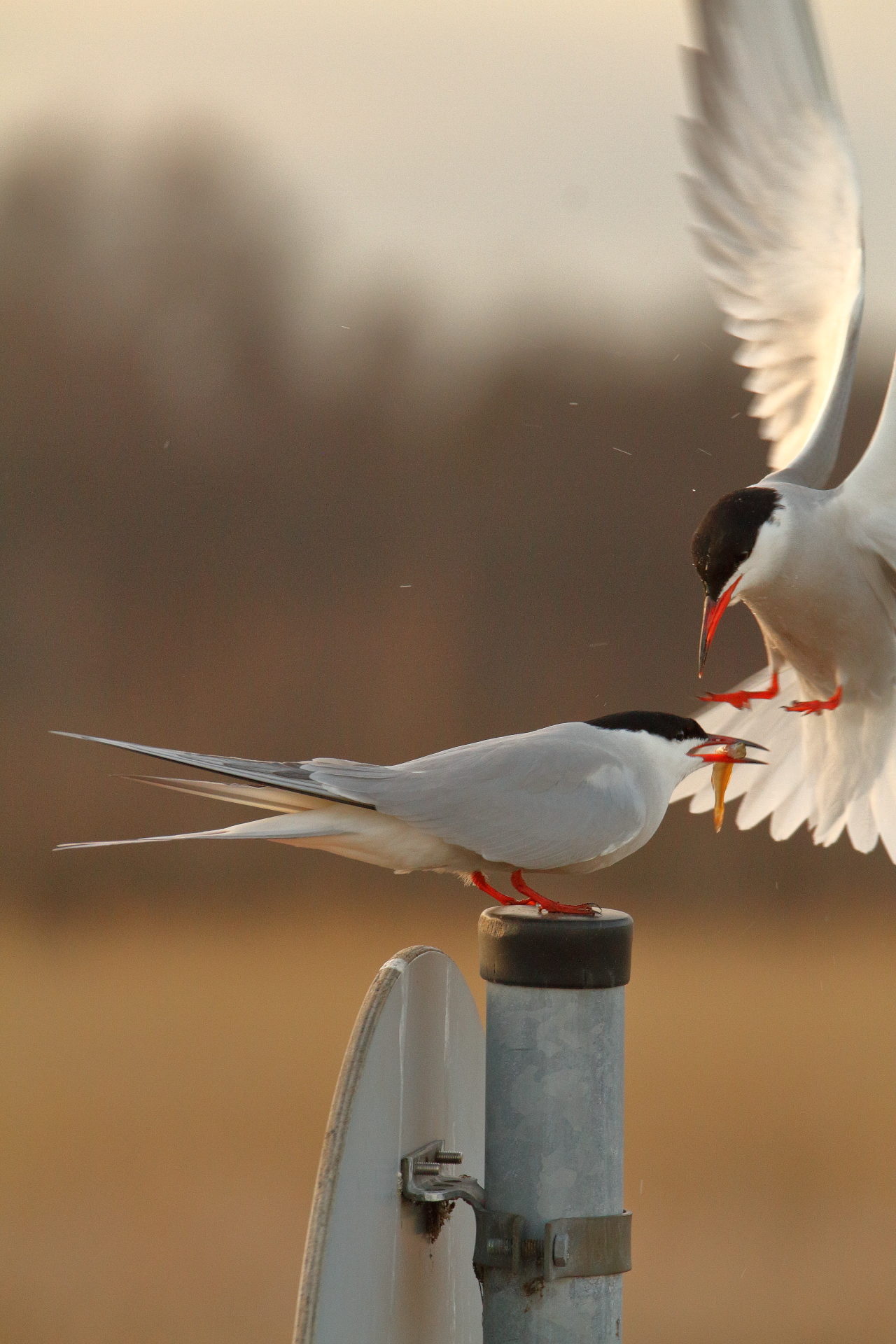 Valokuvaaja: Lasse Kokko Valokuvaaja: Lasse Kokko