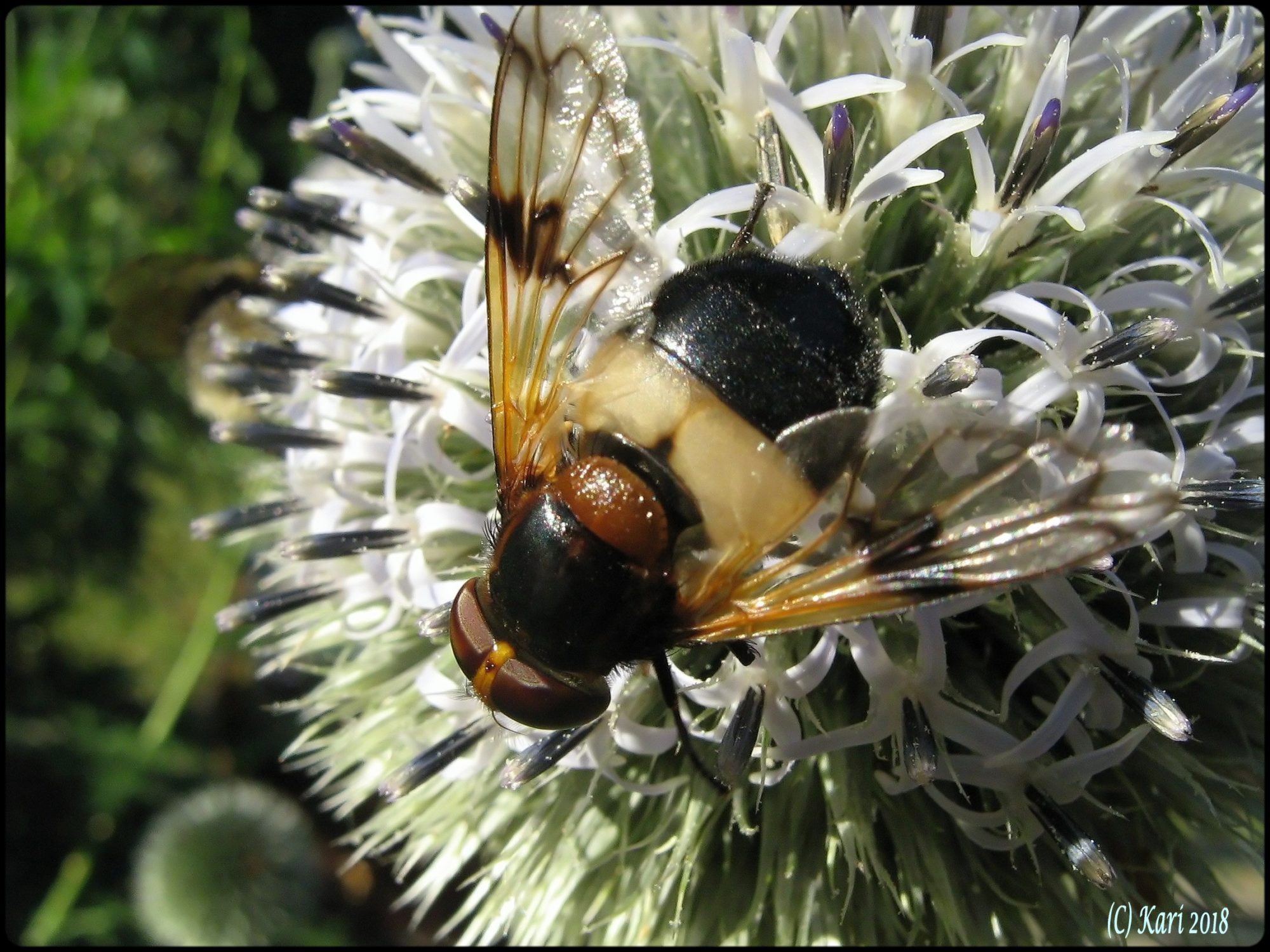 Valokuvaaja: Kari Saarinen