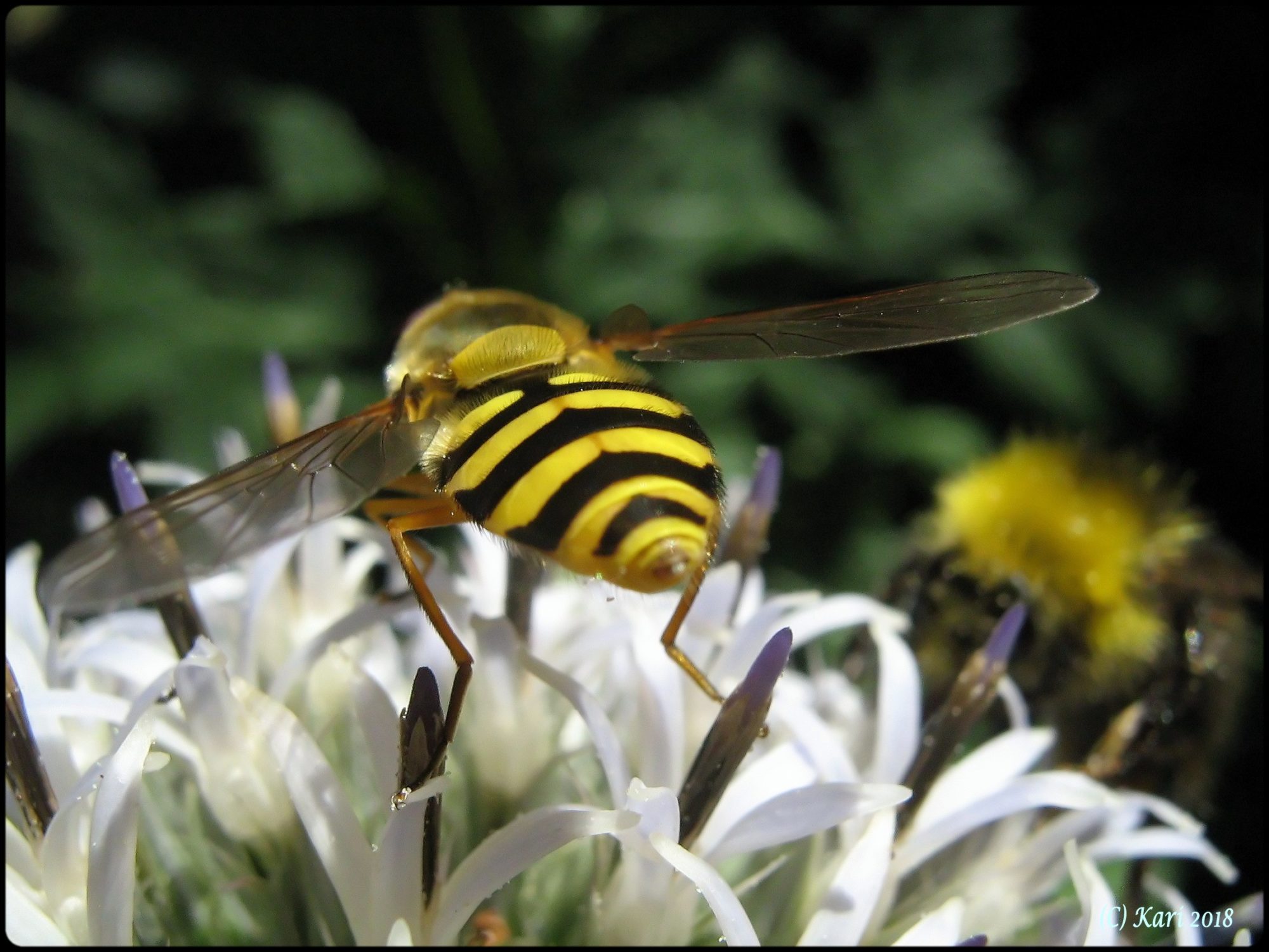 Valokuvaaja: Kari Saarinen