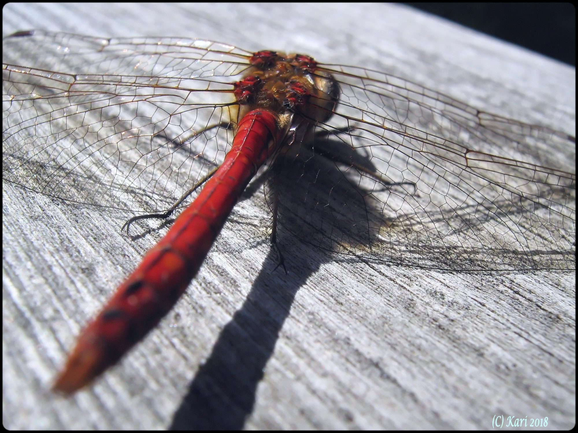 Valokuvaaja: Kari Saarinen