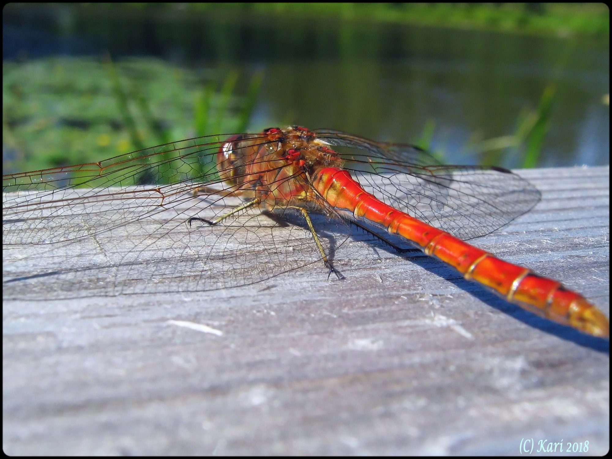 Valokuvaaja: Kari Saarinen