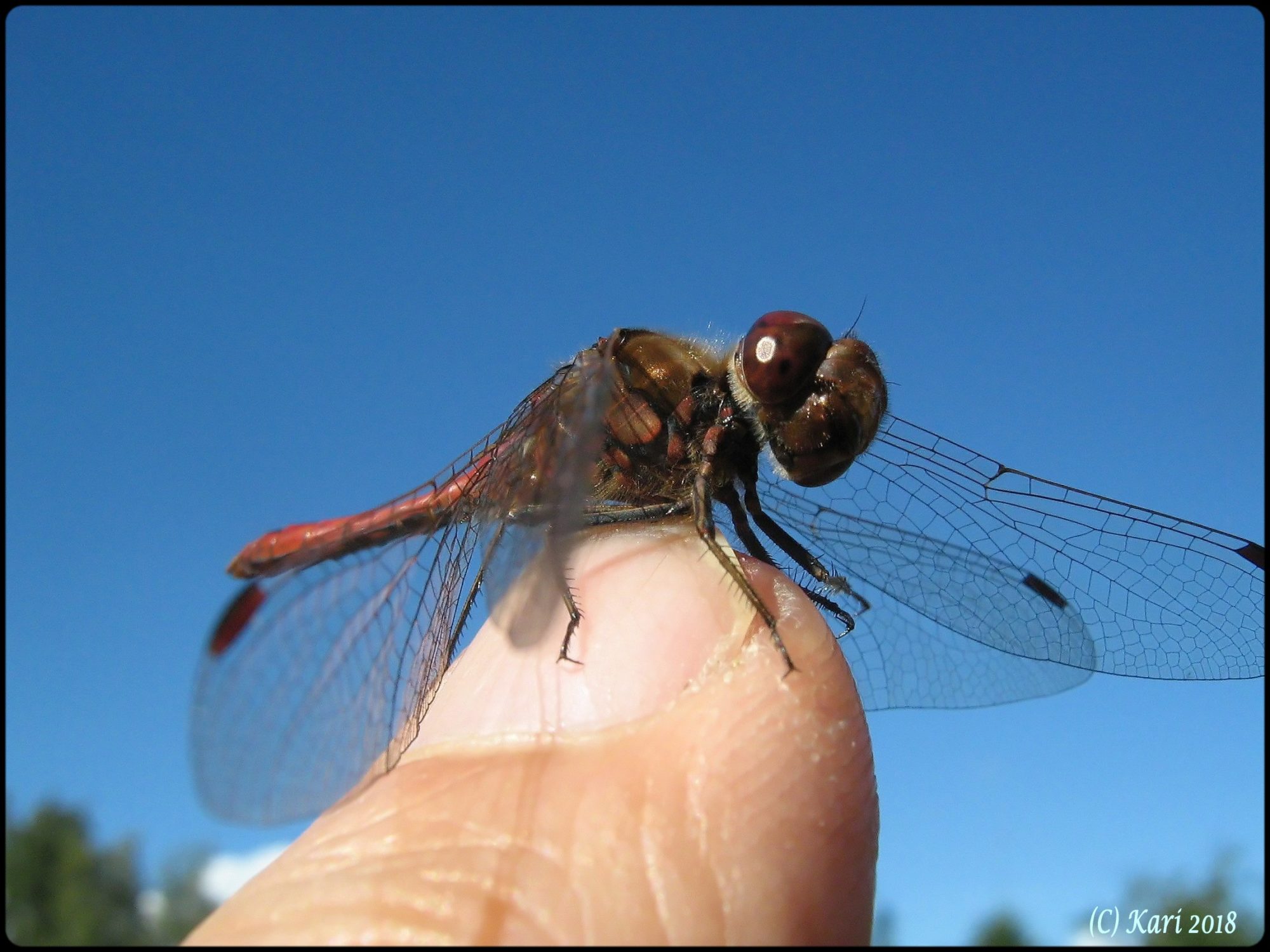 Valokuvaaja: Kari Saarinen