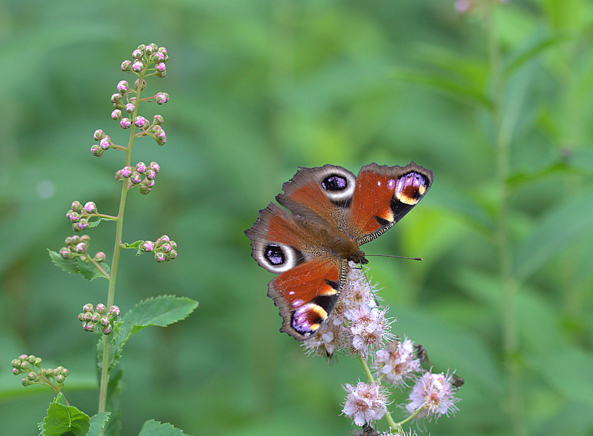 Valokuvaaja: sirpa jyske