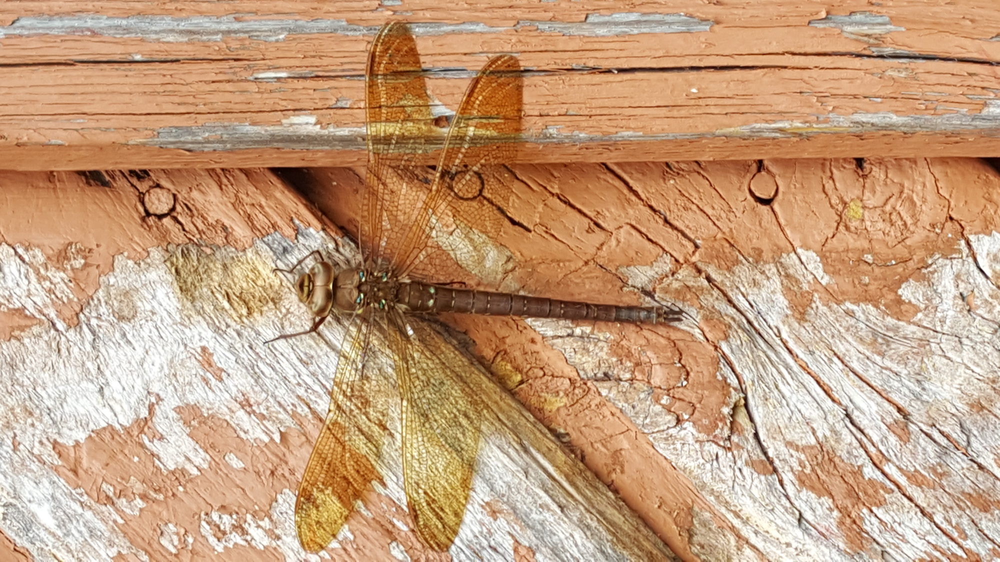 Valokuvaaja: Riitta Valkeapää