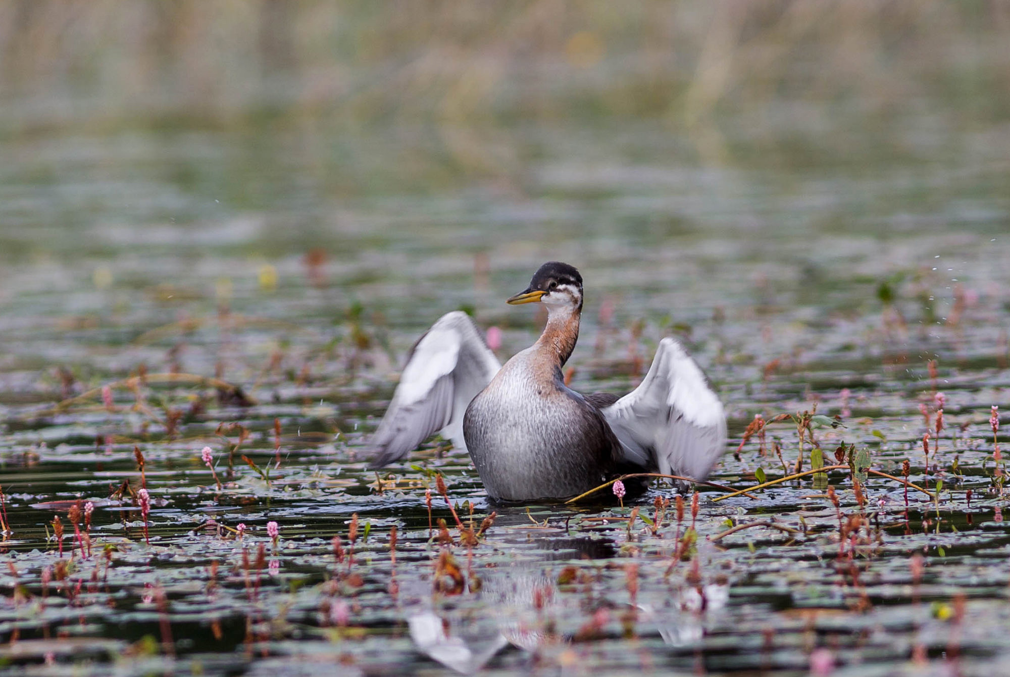 Valokuvaaja: Irma Kortekallio Valokuvaaja: Irma Kortekallio