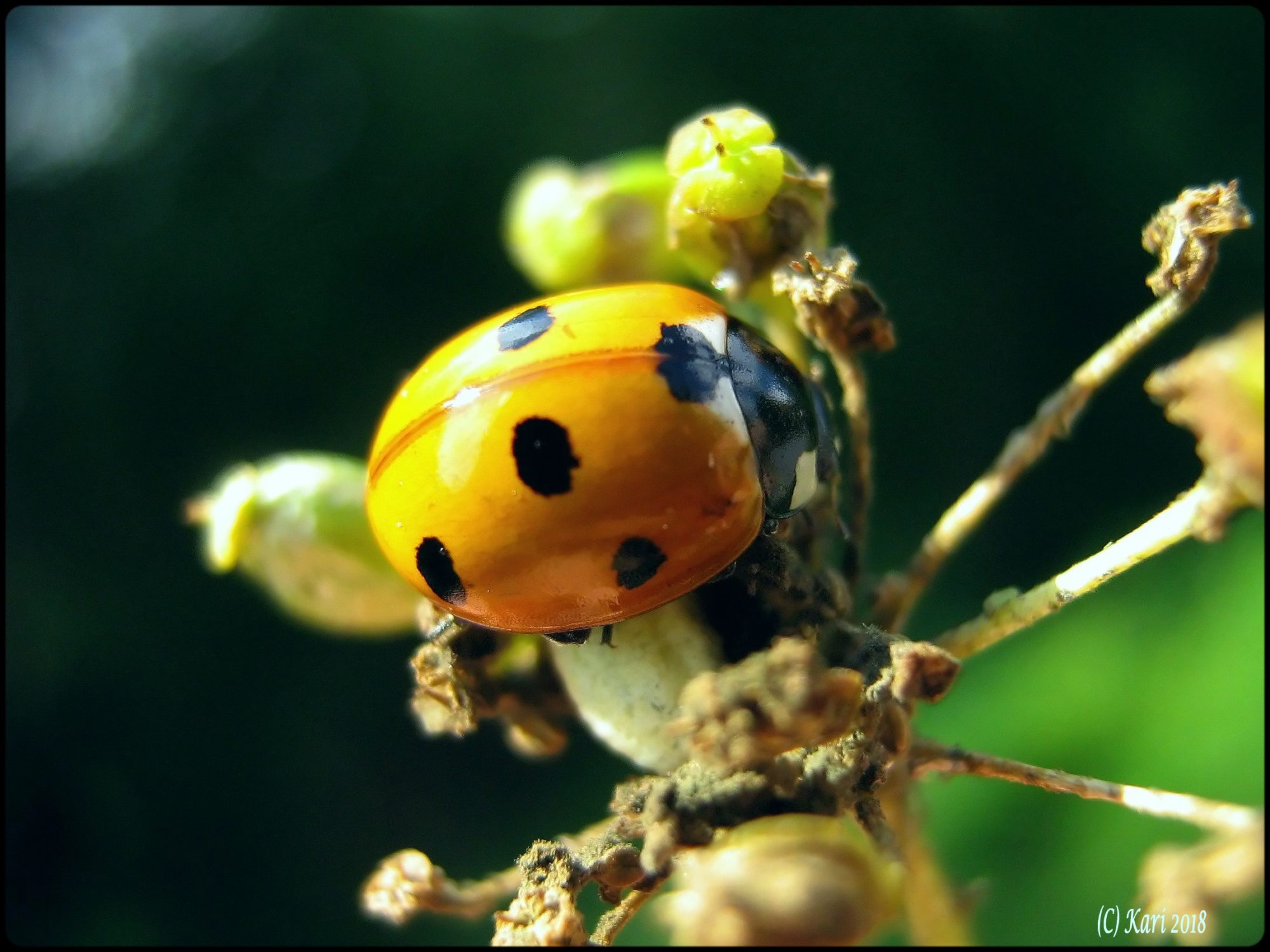 Valokuvaaja: Kari Saarinen