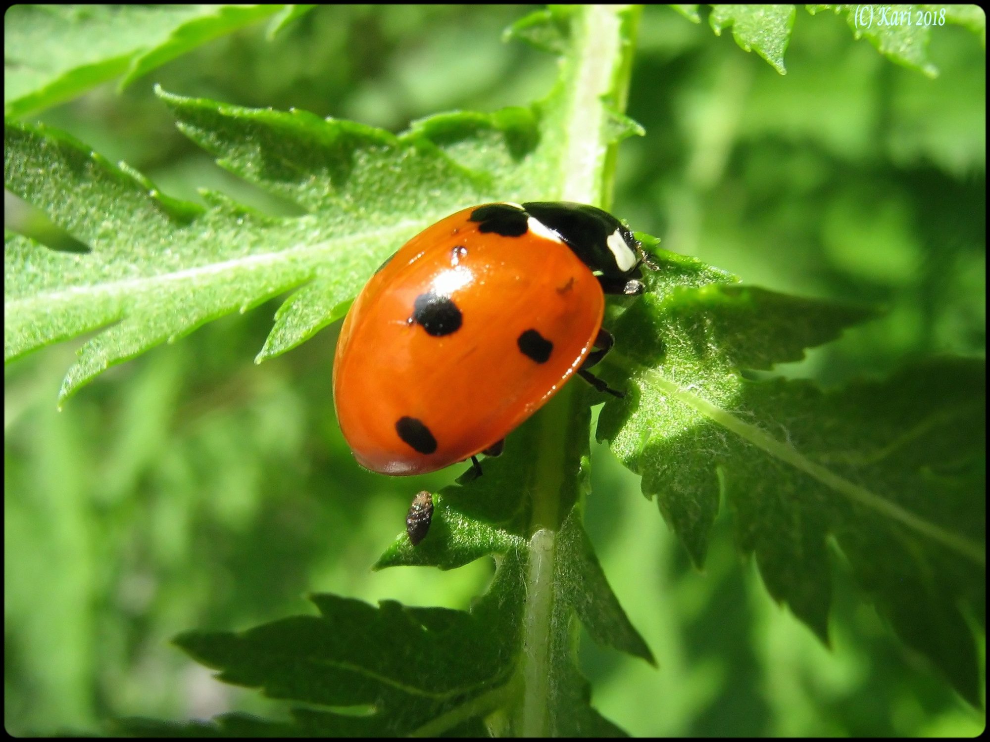 Valokuvaaja: Kari Saarinen